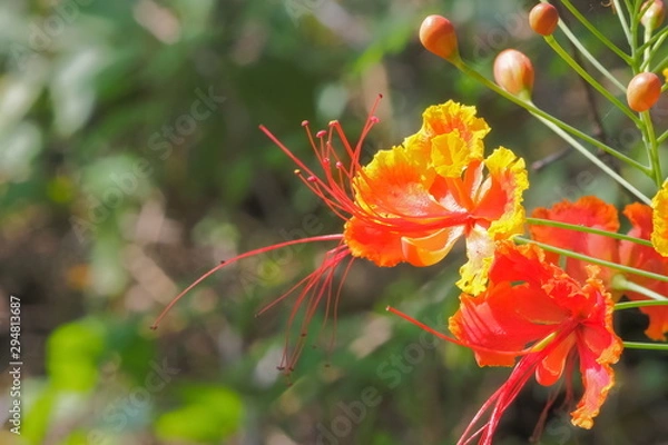Fototapeta Close-up Pride of Barbados (Caesalpinia pulcherrima) blossom on branch with green nature blurred background, known as Red Bird of Paradise, Dwarf Poinciana, Peacock Flower, and flamboyan-de-jardin.