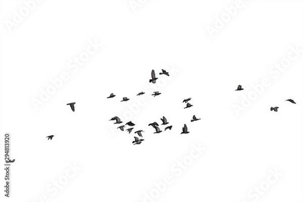 Fototapeta Flocks of flying pigeons isolated on white background. Clipping path.
