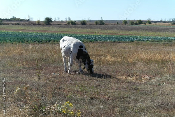 Obraz Cow on the Meadow
