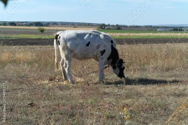 Obraz Cow on the Meadow