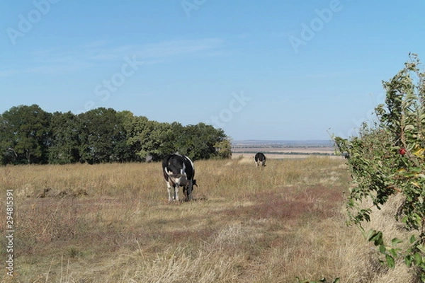 Obraz Cow on the Meadow