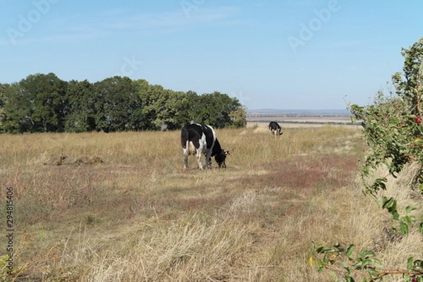 Obraz Cow on the Meadow