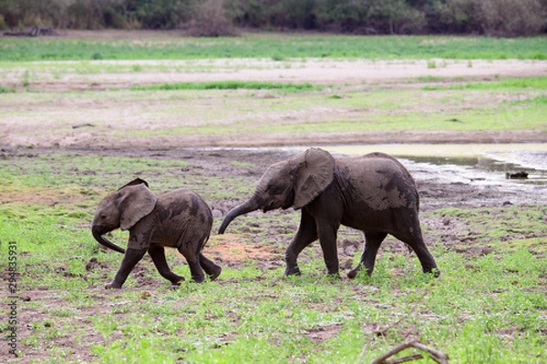 Fototapeta Two playful African baby elephants chasing each other