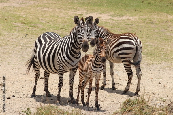 Obraz Zebra foal closeup.