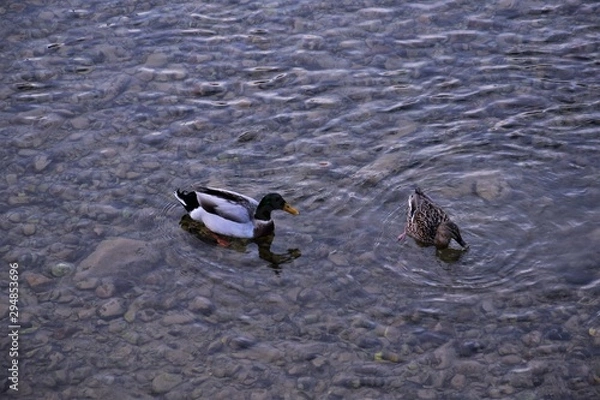 Fototapeta 水に浮かぶ鴨