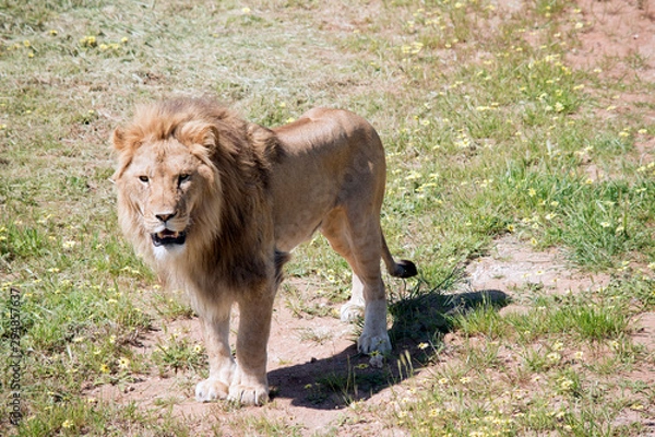 Fototapeta the lion is walking on the grass
