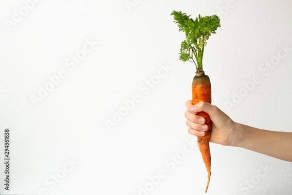 Fototapeta Carrot with tops in hand on a white background
