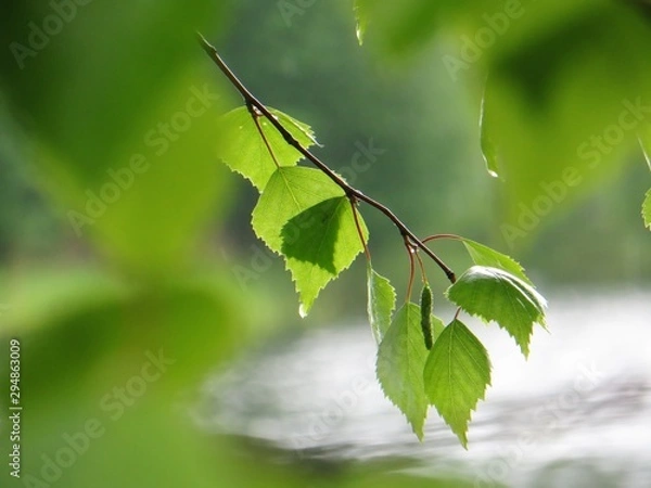 Obraz green leaf on the tree