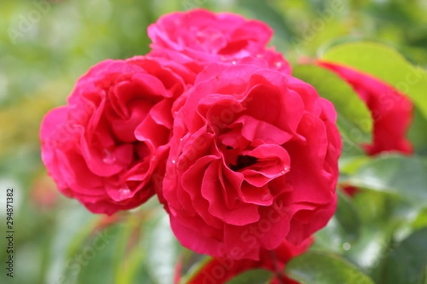 Fototapeta 薔薇　ばら