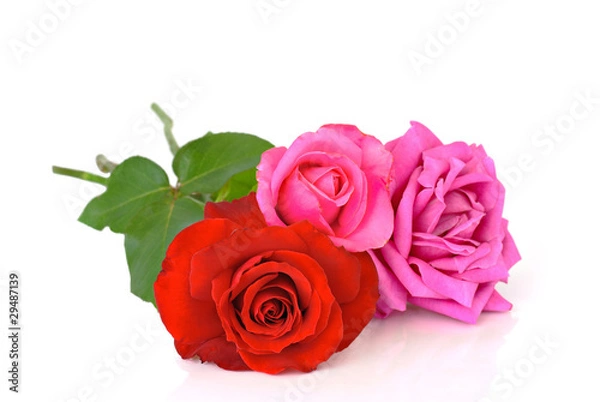Obraz Roses over white background