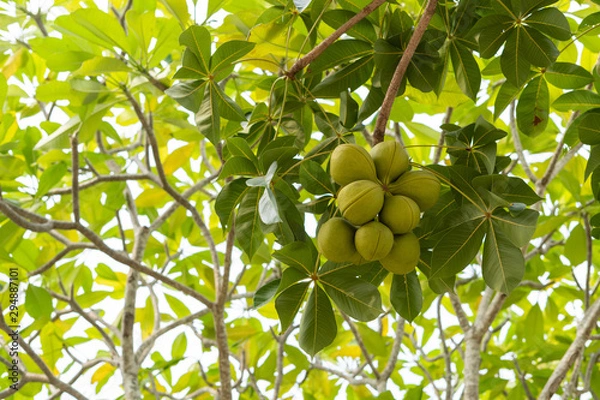 Obraz The green Sterculia foetida tree, which the seeds can be used as medicine. And is also a local herb of Thailand