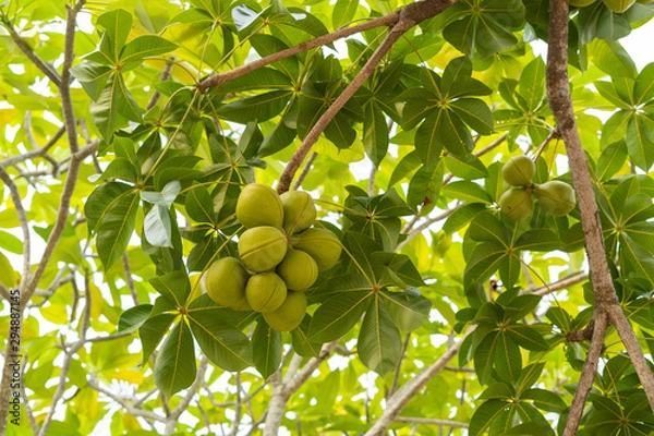 Obraz Herb Green Sterculia foetida on tree The seeds can be used in medicine.
