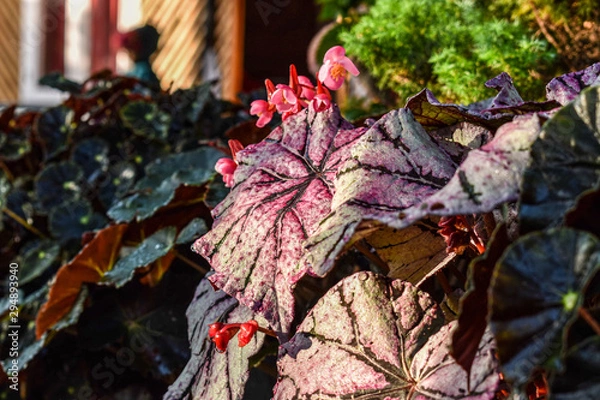 Obraz maple leaves in autumn