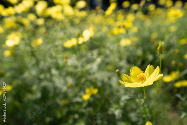 Obraz COSMOS