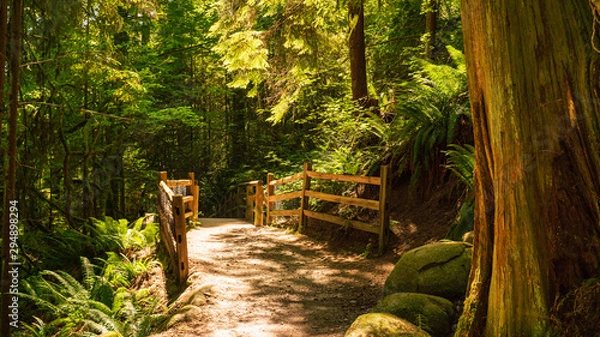 Fototapeta Colourful tree trunk and boulders mark entrance to footbridge on the Capilano Pacific Trail, North Vancouver