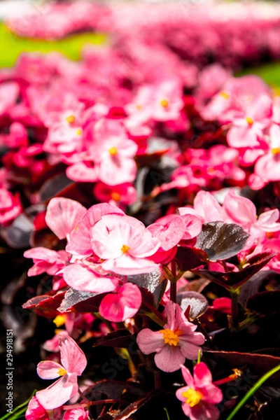 Obraz Desenfoque artístico de flores rosas