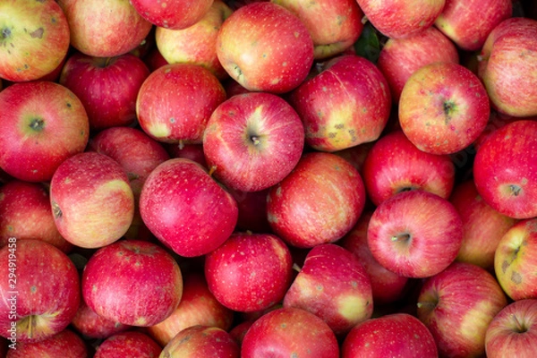 Obraz background of red apples. Autumn, picking apples, Champion is a variety of home-made apple trees, brought out by Czech breeders