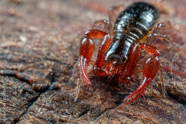 Obraz Pseudoscorpion