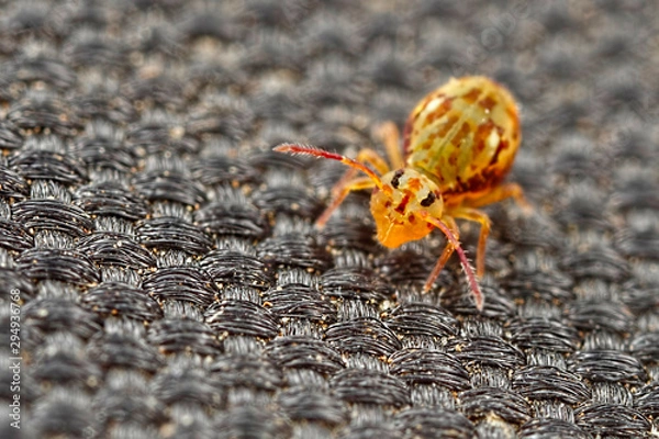 Obraz Springtail on mat