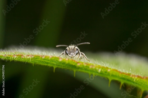 Fototapeta Sweat bee on nettle