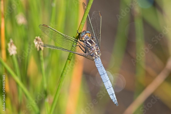 Obraz Keeled Skimmer