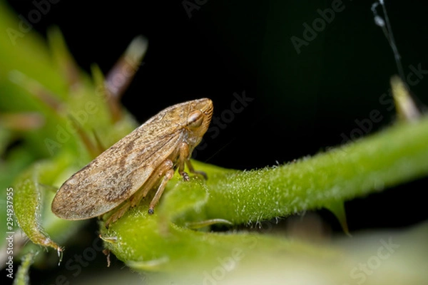 Obraz Froghopper