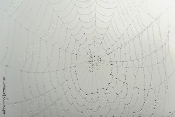 Obraz Spinnennetz mit Morgentau