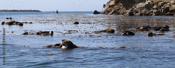 Obraz Morro Bay Otters 