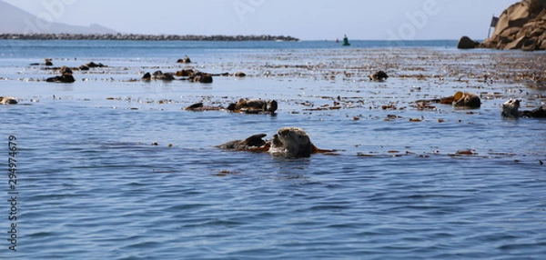 Obraz Morro Bay Otters 