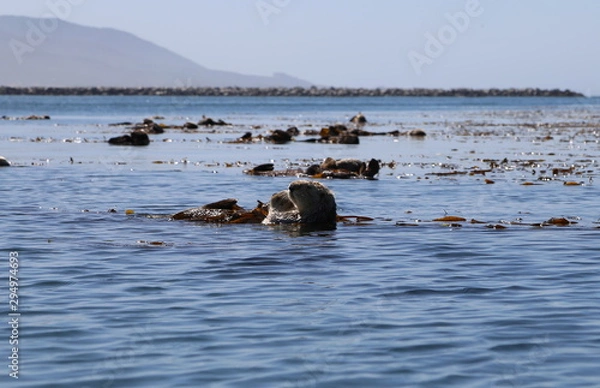 Obraz Morro Bay Otters 
