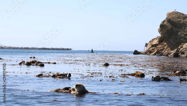 Obraz Morro Bay Otters 