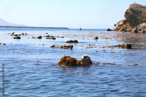 Obraz Morro Bay Otters 