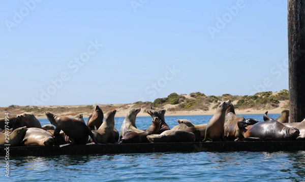 Obraz Morro Bay Sea-lions 
