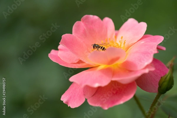 Obraz 薔薇の花の蜜を吸うハナアブ