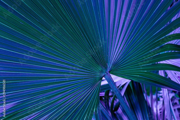 Fototapeta tropical palm leaf and shadow, abstract natural green background, dark blue tone