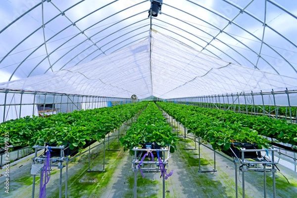 Obraz プランターの苺畑