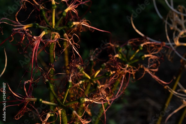 Fototapeta 枯れたヒガンバナ