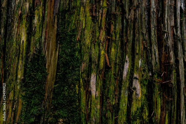 Fototapeta Tree bark close up. Background.