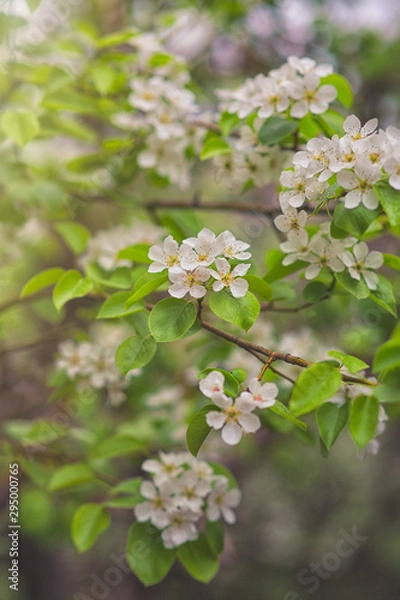 Obraz blooming apple tree in spring