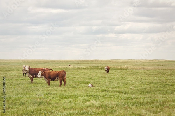 Obraz cows on a pasture