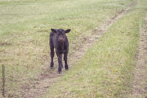 Obraz grazing in a field