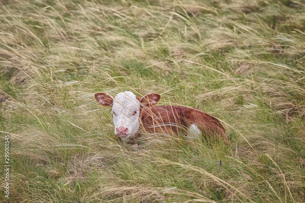 Obraz cow in the field