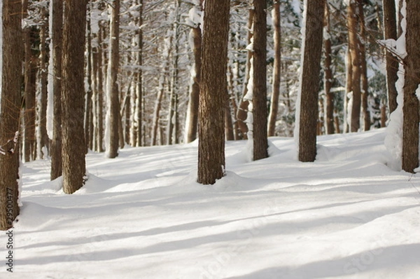 Fototapeta 冬の落葉松林
