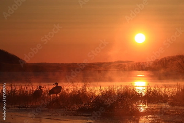 Obraz タンチョウ