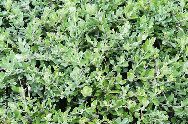 Fototapeta Green leaves background or the naturally walls texture Ideal for use in the design fairly. Green leaf background