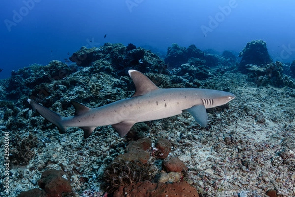 Obraz Thresher shark