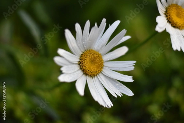 Obraz Garten-Margerite (Leucanthemum maximum)