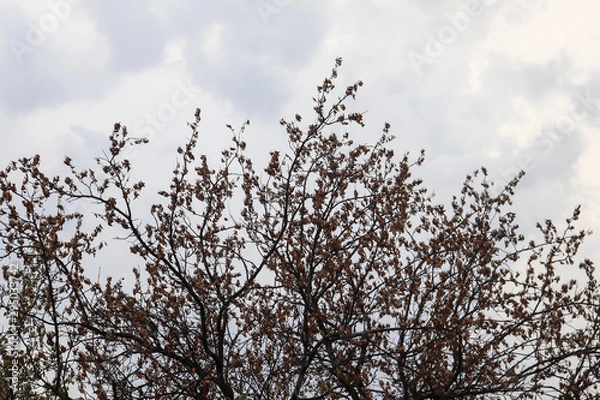 Fototapeta tree in bloom