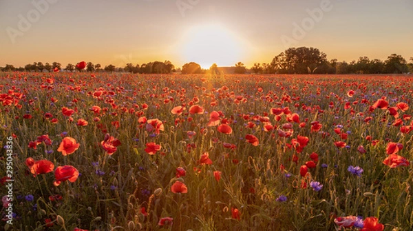 Fototapeta Mohnblüten