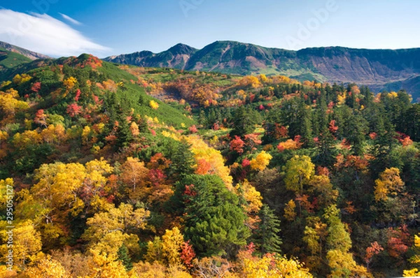 Fototapeta 十勝岳温泉の紅葉